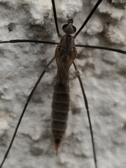 Tipula pagana