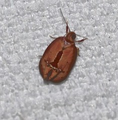 Hoplomorpha caminodes