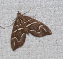 Chaetolopha leucophragma