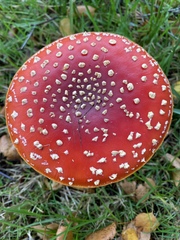 Amanita muscaria