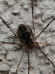 Phalangium opilio