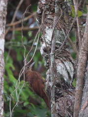 Dendrocolaptes picumnus