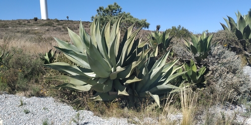 Image of Agave atrovirens by (c) Tereso Hernández Morales, some rights reserved (CC BY)