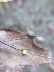 Zopheroteras hubbardi