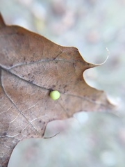 Zopheroteras hubbardi