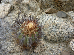 Copiapoa calderana