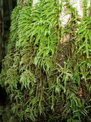 Eurhynchium angustirete