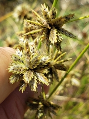 Cyperus acuminatus