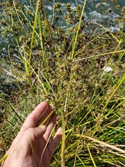 Cyperus acuminatus