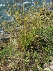 Cyperus acuminatus