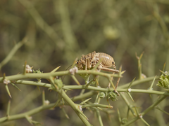 Acanthoproctus diadematus