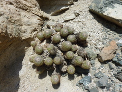 Copiapoa decorticans