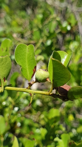 Scutia myrtina image