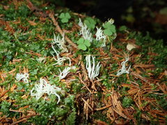 Lentaria subcaulescens