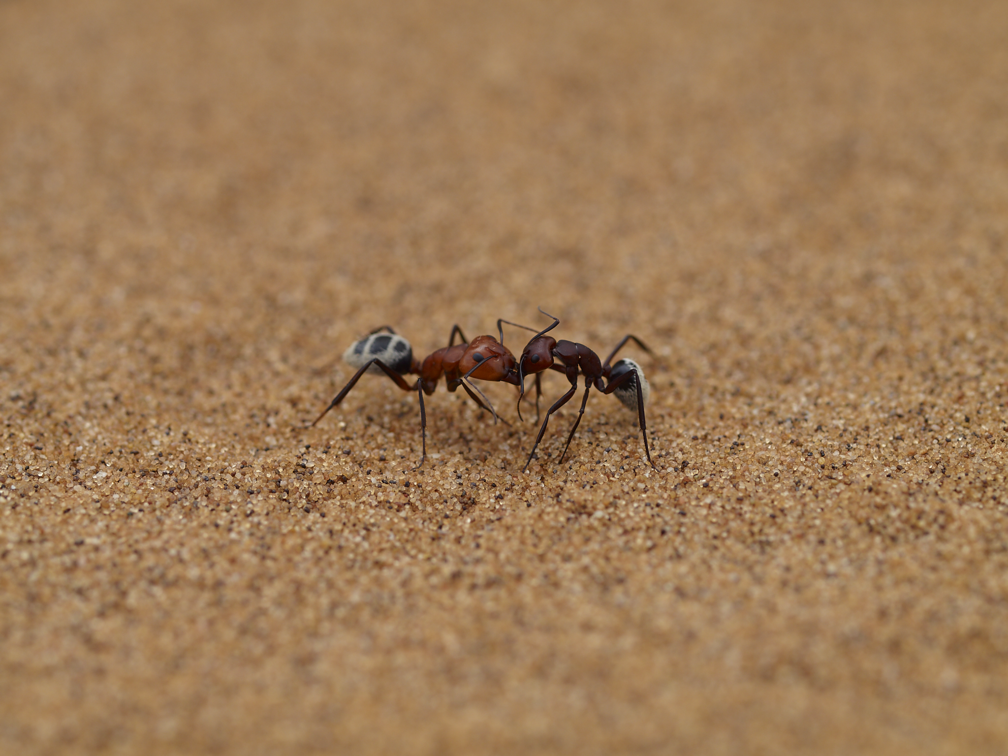 Camponotus detritus