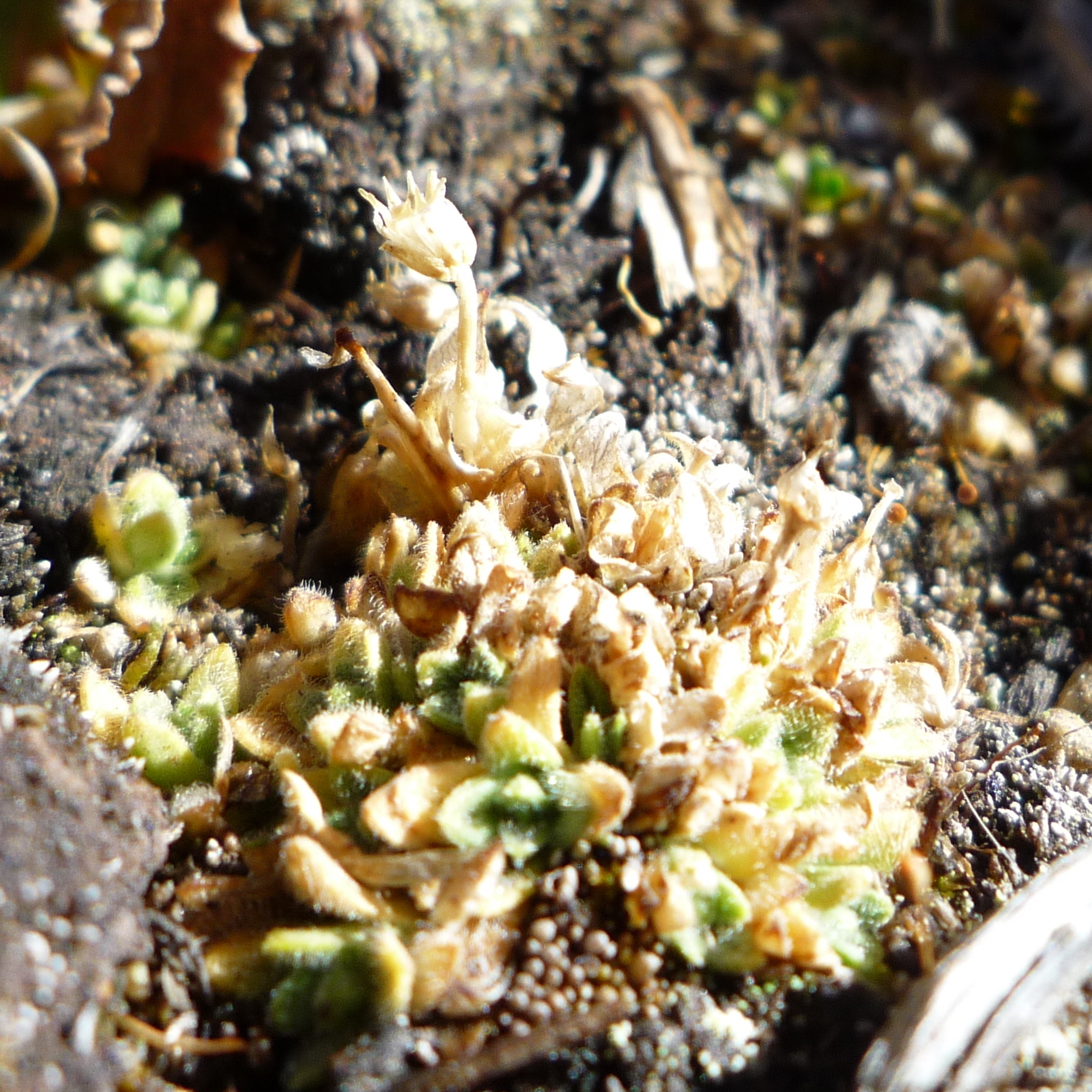 Cerastium crassipes