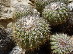 Copiapoa decorticans