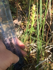 Spiranthes romanzoffiana