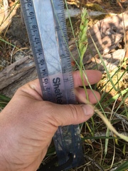Spiranthes romanzoffiana