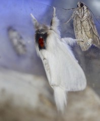 Trichiocercus mesomelas