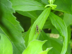 Synanthedon acerrubri