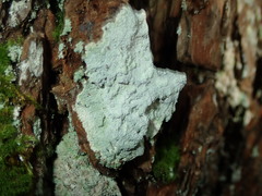 Varicellaria hemisphaerica