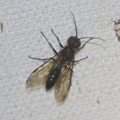 Tachyphron aculeatus