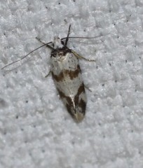 Isomoralla gephyrota