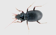 Nebria brevicollis
