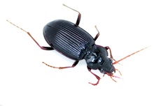 Nebria brevicollis