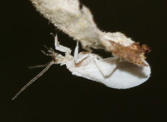 Coniopteryx maculithorax