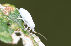 Coniopteryx maculithorax