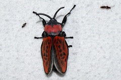 Edebessa nigropuncta