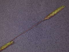 Eragrostis refracta