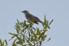 Mimus polyglottos