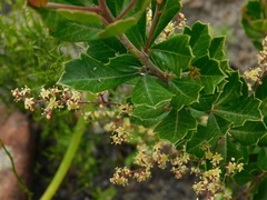 Searsia cuneifolia
