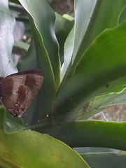 Lamprospilus collucia