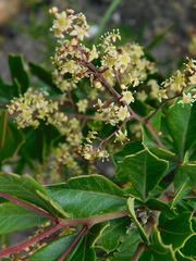 Searsia cuneifolia