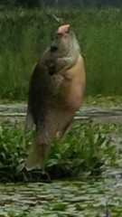 Lepomis macrochirus macrochirus