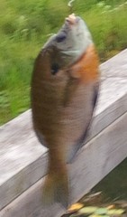 Lepomis macrochirus macrochirus