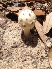 Amanita pubescens