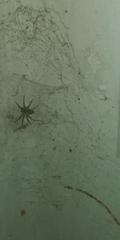 Oecobius navus