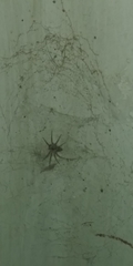 Oecobius navus