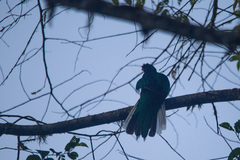 Pharomachrus antisianus