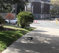 Sciurus carolinensis