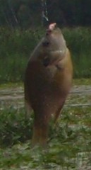 Lepomis macrochirus macrochirus