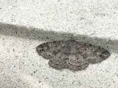 Lepidoptera
