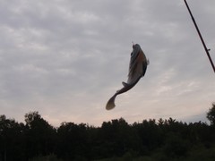 Lepomis macrochirus macrochirus