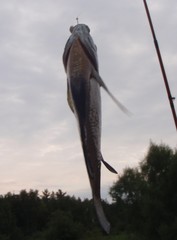 Lepomis macrochirus macrochirus