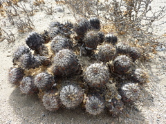 Copiapoa ahremephiana
